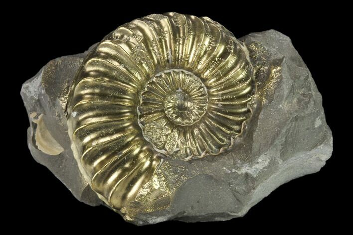 1.15" Pyritized (Pleuroceras) Ammonite Fossil - Germany